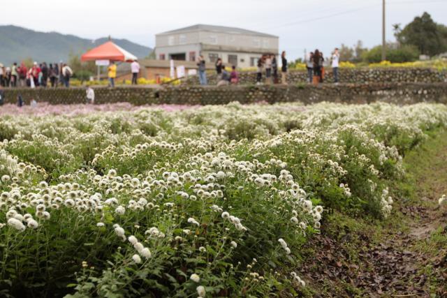 在銅鑼農會輔導推廣，杭白菊種植於銅鑼鄉已有30年歷史